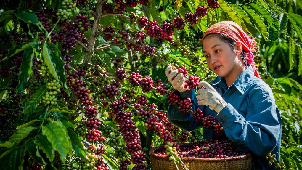 Quy tr&igrave;nh l&agrave;m c&agrave; ph&ecirc; sạch